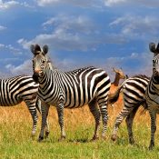 Situé sur les rives du lac Kariba, il ne faut pas manquer de visiter ce parc à l’histoire étonnante. Lorsque le lac artificiel a été créé avec la construction du barrage, de nombreux animaux se sont retrouvés piégés sur des îlots suite à la montée des eaux. Les autorités ont alors organisé une Opération Noé pour évacuer les animaux et les relâcher en sécurité. C’est ainsi que le parc a vu le jour.
Aujourd’hui, grâce à la proximité du lac, la faune s’est considérablement développée. Vous aurez certainement l’occasion de croiser, entre autres, un certain nombre de crocodiles, d’hippopotames mais aussi des rhinocéros noirs, espèces en voie d’extinction dont il ne reste que quelques dizaines d’individus. Les paysages sont inoubliables également.