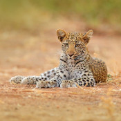 Visiter le Zimbabwe est forcément synonyme d’observation de la faune sauvage et de safaris ! Le Hwange National Park est l’un des plus grands du pays. 
Il abrite tous les mythiques mammifères d’Afrique, dont beaucoup d’éléphants, mais pas seulement. La diversité de sa faune est exceptionnelle, singes, girafes, fauves, hyènes ou encore oiseaux chatoyants sortis tout droit du Roi Lion. 
Il en va de même pour ses paysages qui offrent de superbes points de vue.
Le mieux pour le découvrir est, évidemment, de se faire accompagner par un ranger du parc. En plus des safaris en 4×4, d’autres visites sont possibles. Par exemple, les randonnées guidées de nuit offrent la possibilité de découvrir la nature d’une façon plus calme, loin des foules.