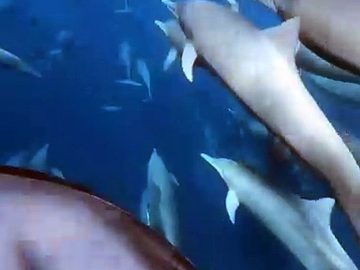 Ballade avec des dauphins