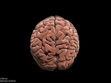 Your brain anatomy in 40 sec (Instructif)